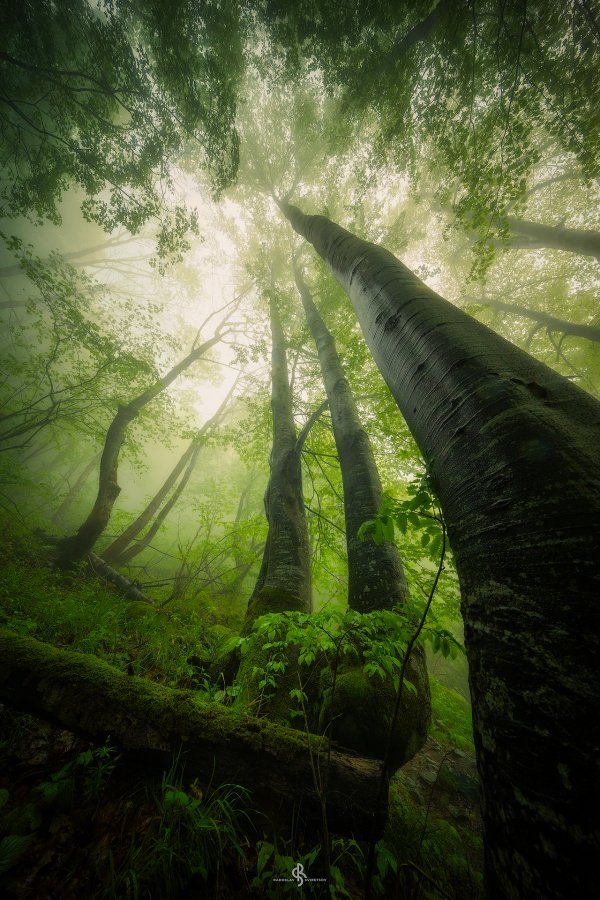 Мъгливата гора на Витоша |  The Foggy Forest of Vitosha