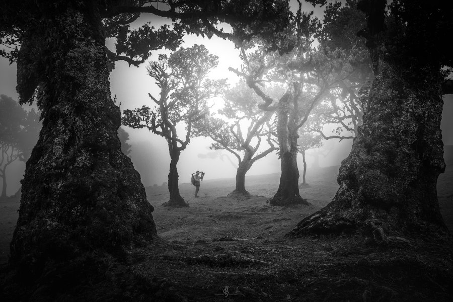 Fanal Forest | Madeira Island