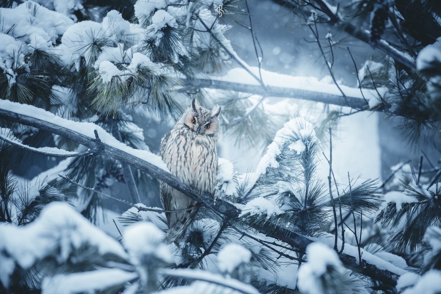 Long-eared owl