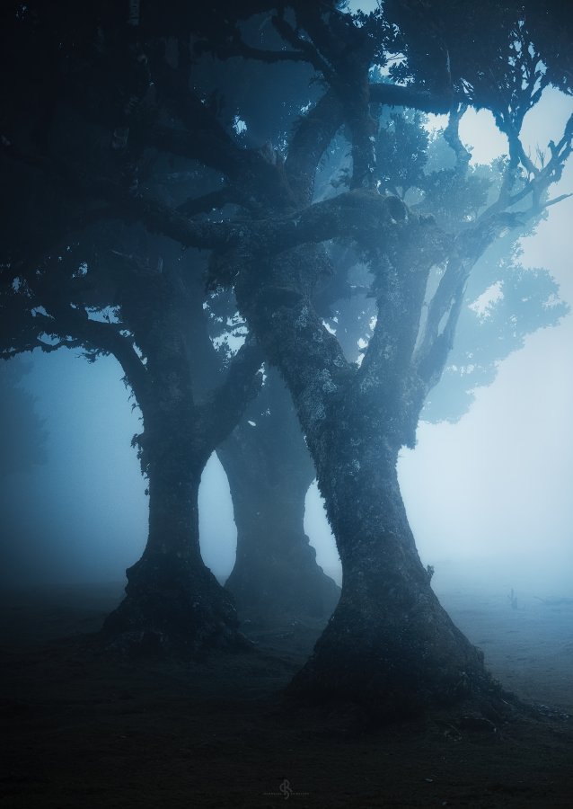 Fanal Forest | Madeira Island