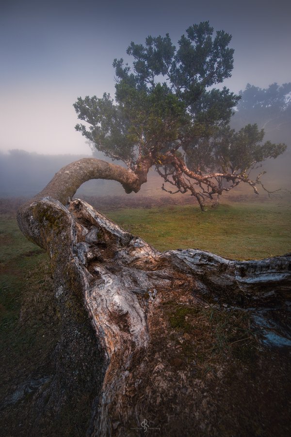 Fanal Forest | Madeira Island