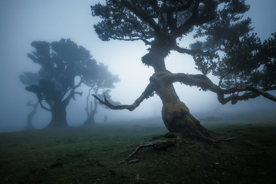 Fanal Forest | Madeira Island