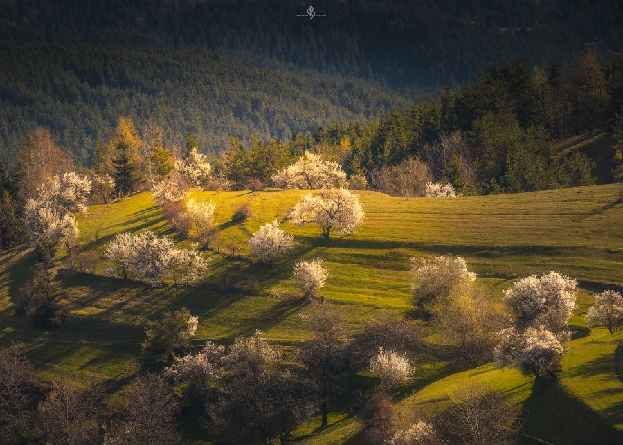 Spring in Rhodope mountain