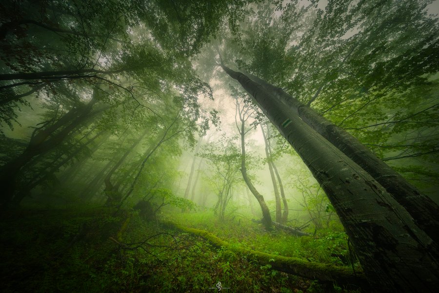 Мъгливата гора на Витоша |  The Foggy Forest of Vitosha