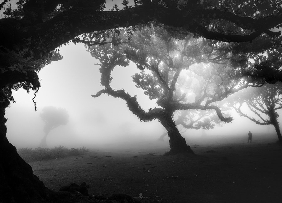 Fanal Forest | Madeira Island