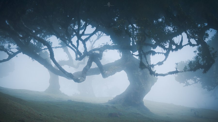 Fanal Forest | Madeira Island