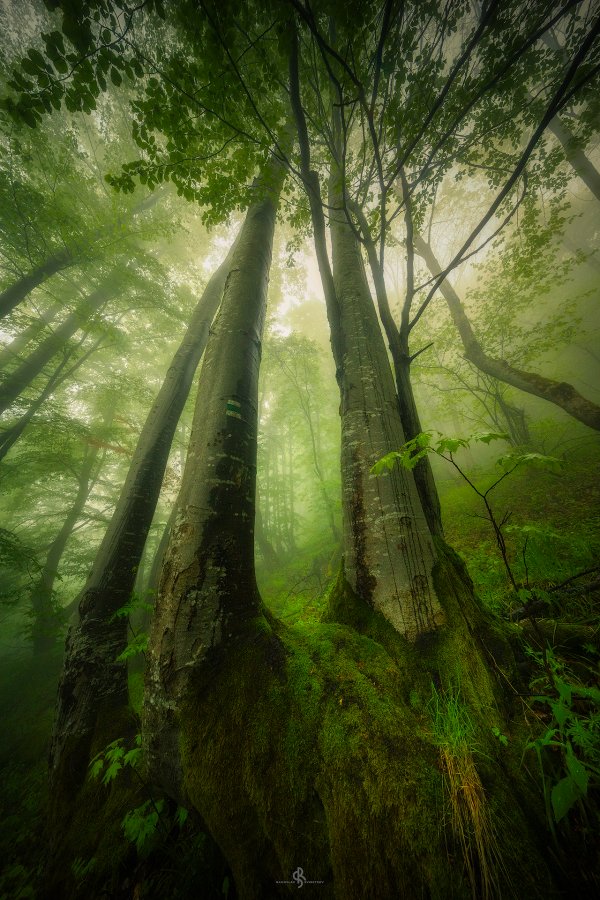 Мъгливата гора на Витоша |  The Foggy Forest of Vitosha