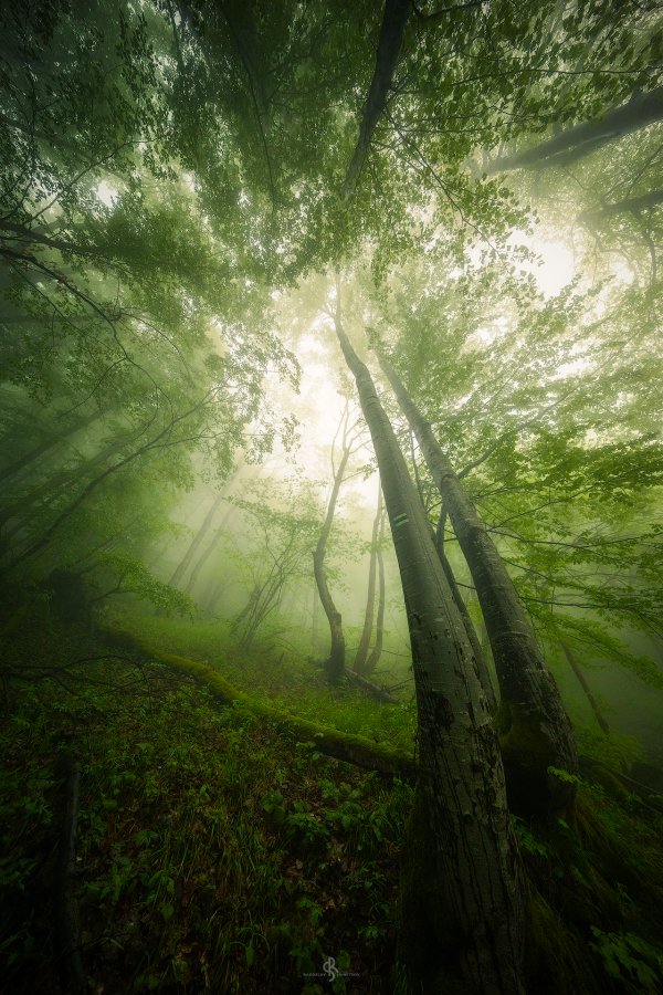 Мъгливата гора на Витоша |  The Foggy Forest of Vitosha