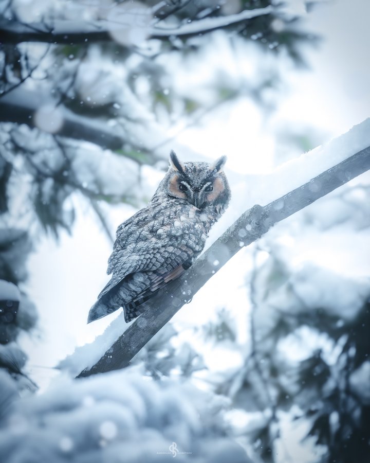 Long-eared owl