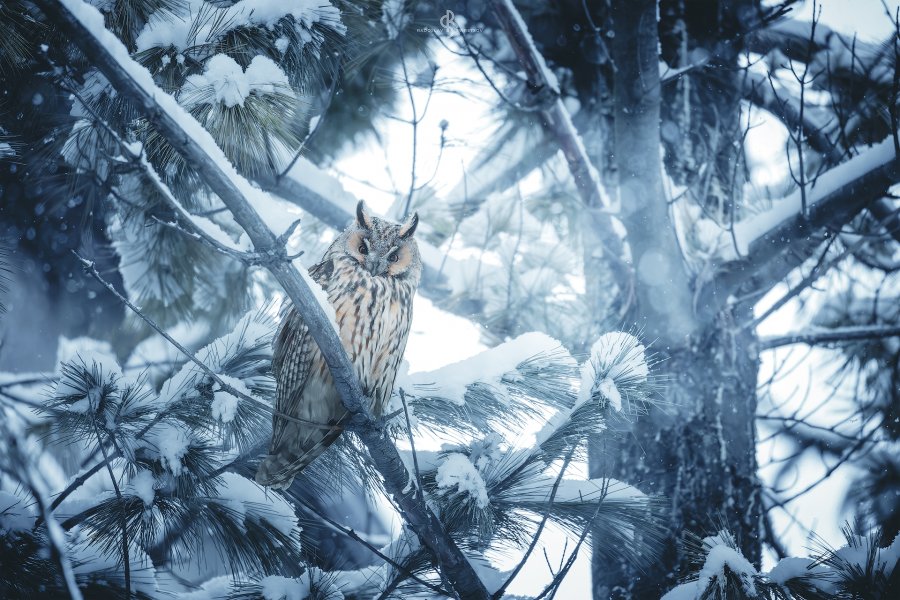 Long-eared owl