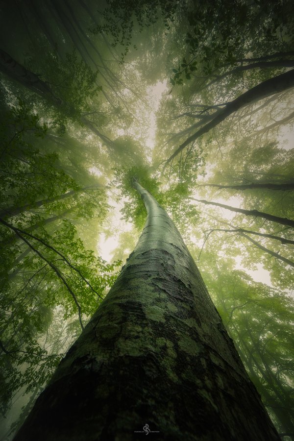 Мъгливата гора на Витоша |  The Foggy Forest of Vitosha