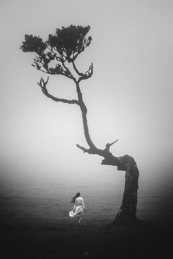 Fanal Forest | Madeira Island