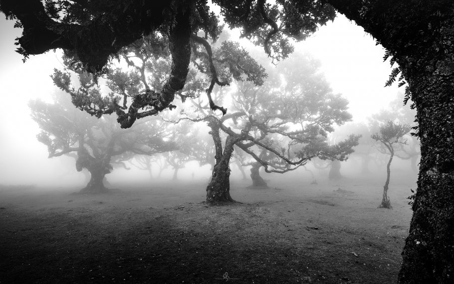 Fanal Forest | Madeira Island