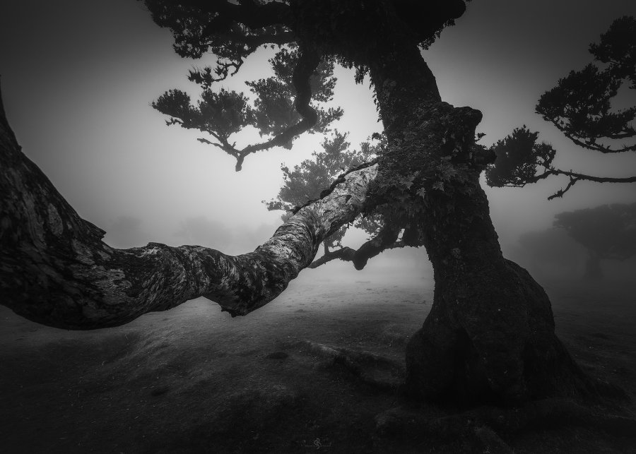 Fanal Forest | Madeira Island